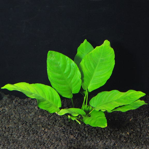 What Is The Aquatic Plant Nana Anubias