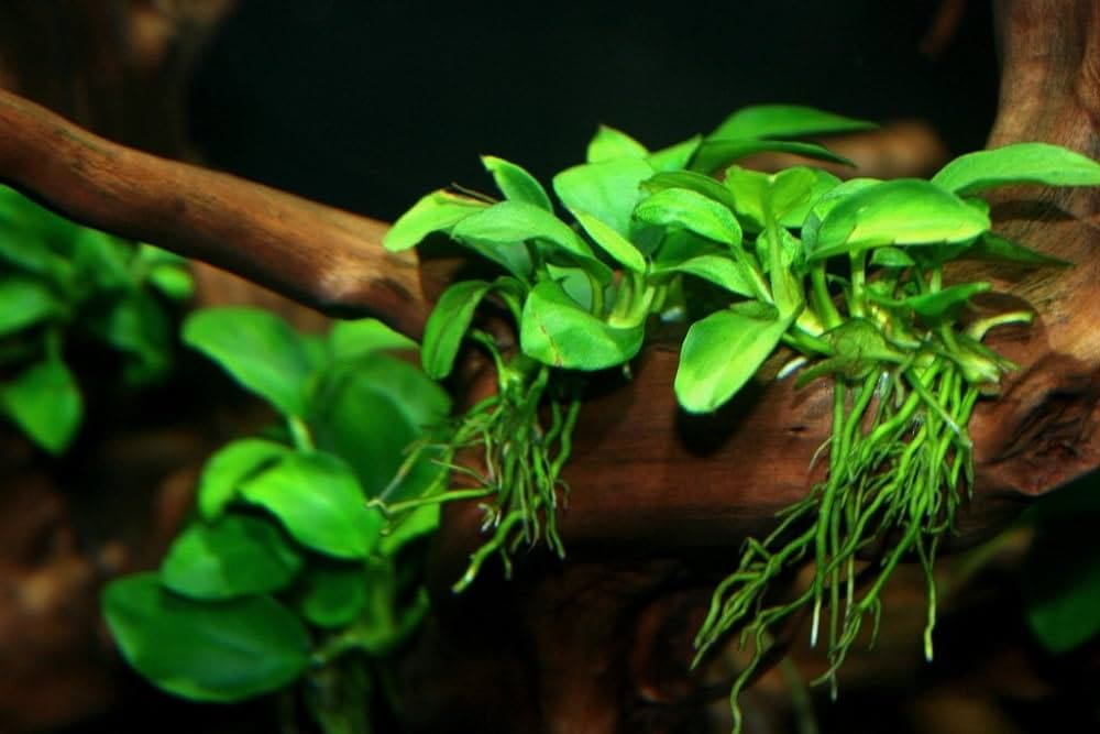 What Is The Aquatic Plant Nana Anubias