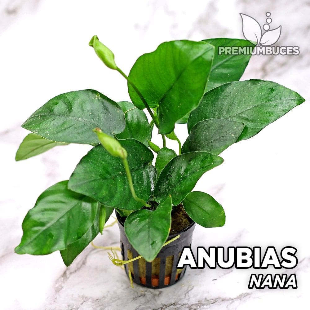 What Is The Aquatic Plant Nana Anubias