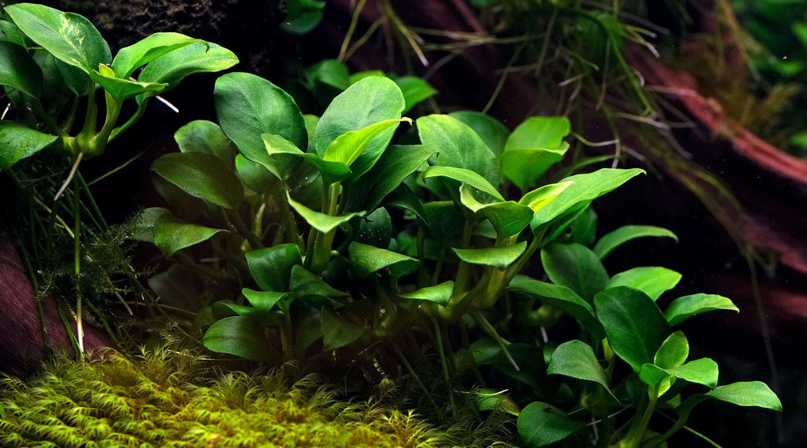 What Is The Aquatic Plant Nana Anubias