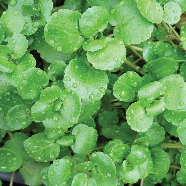 What Is The Aquatic Plant Nasturtium Officinale