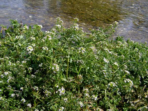 What Is The Aquatic Plant Nasturtium Officinale