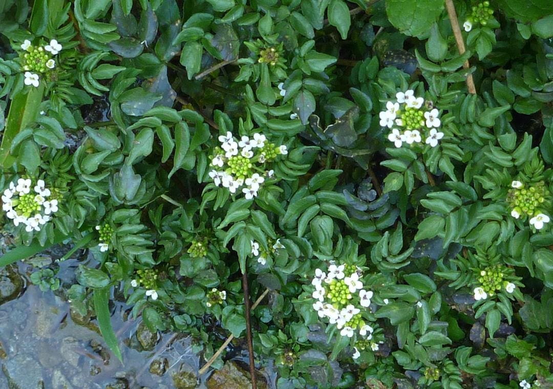 What Is The Aquatic Plant Nasturtium Officinale