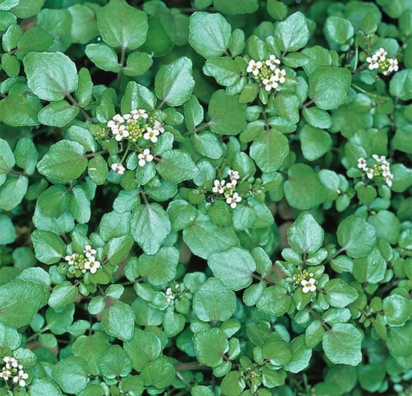 What Is The Aquatic Plant Nasturtium Officinale