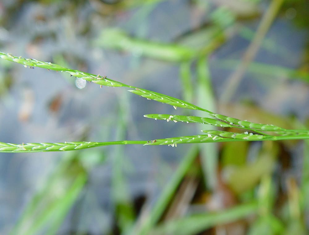 What Is The Aquatic Plant Northern Mannagrass