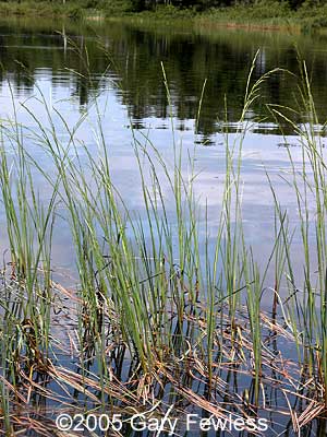 What Is The Aquatic Plant Northern Mannagrass