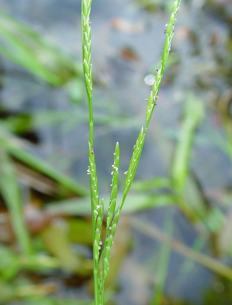 What Is The Aquatic Plant Northern Mannagrass