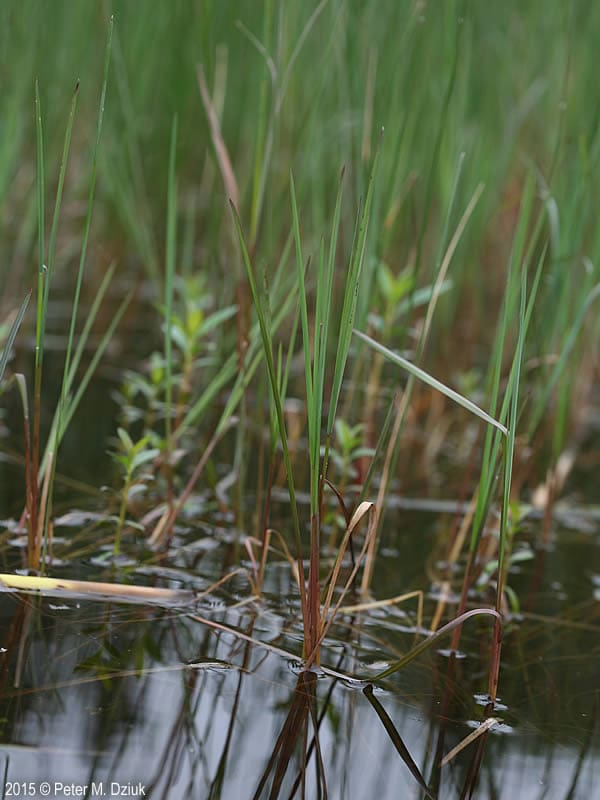 What Is The Aquatic Plant Northern Mannagrass