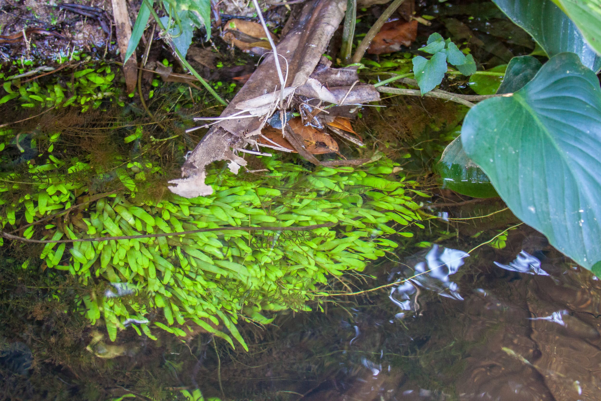 What Is The Aquatic Plant Noveloa Longifolia