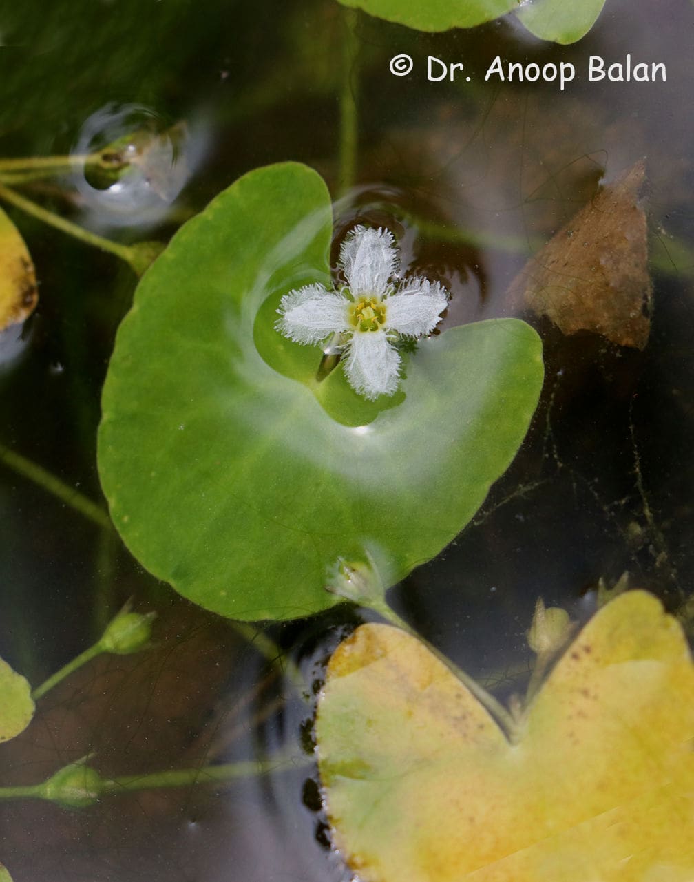 What Is The Aquatic Plant Nymphoides Balakrishnanii