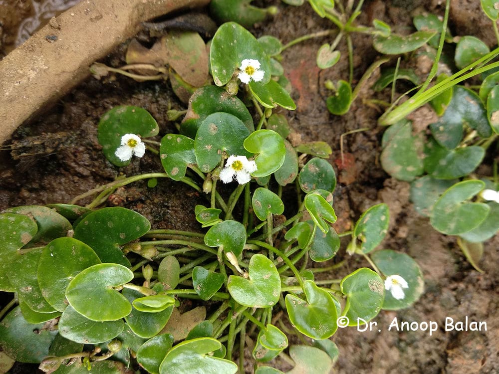 What Is The Aquatic Plant Nymphoides Balakrishnanii