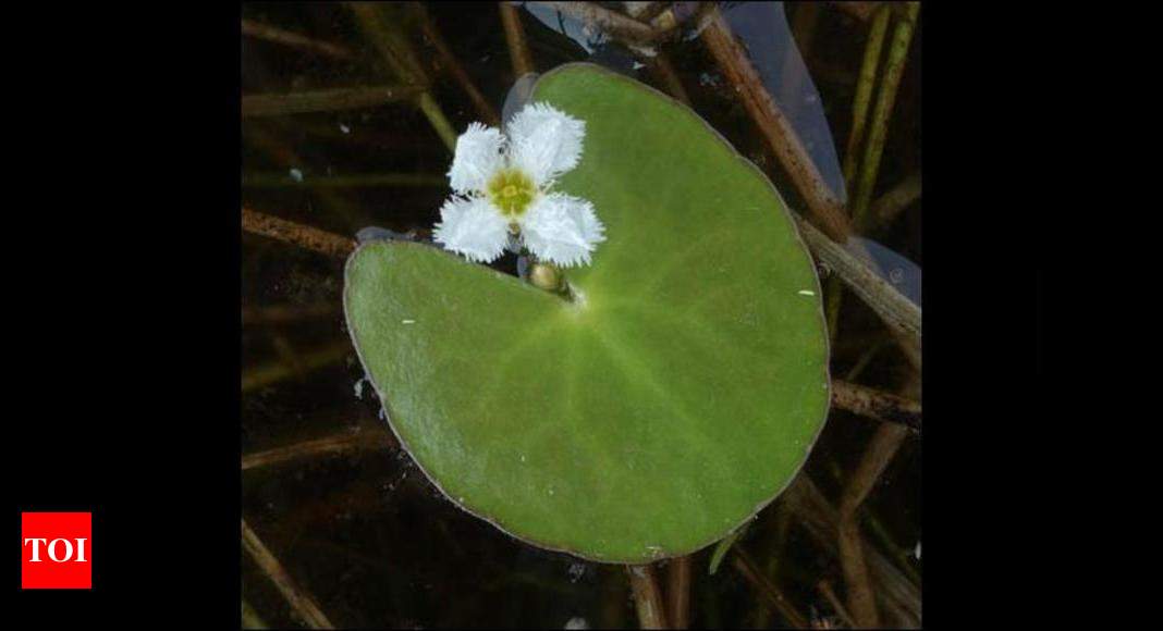 What Is The Aquatic Plant Nymphoides Balakrishnanii