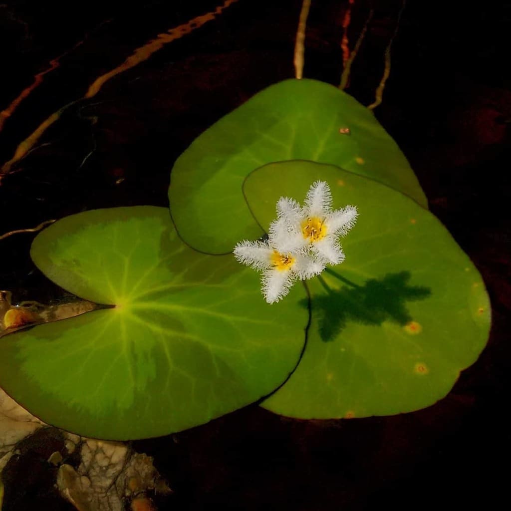 What Is The Aquatic Plant Nymphoides Balakrishnanii