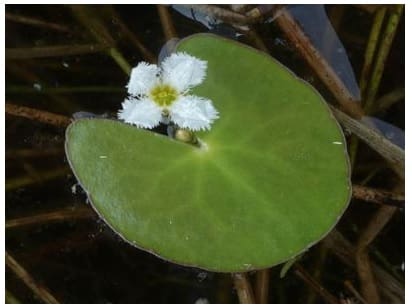 What Is The Aquatic Plant Nymphoides Balakrishnanii