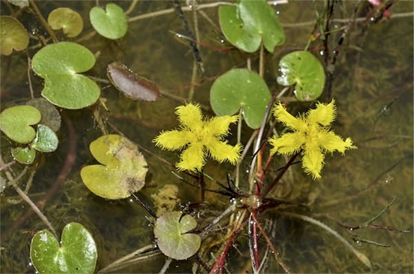 What Is The Aquatic Plant Nymphoides Montana