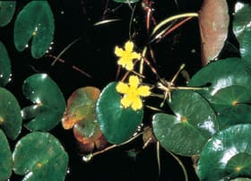 What Is The Aquatic Plant Nymphoides Montana