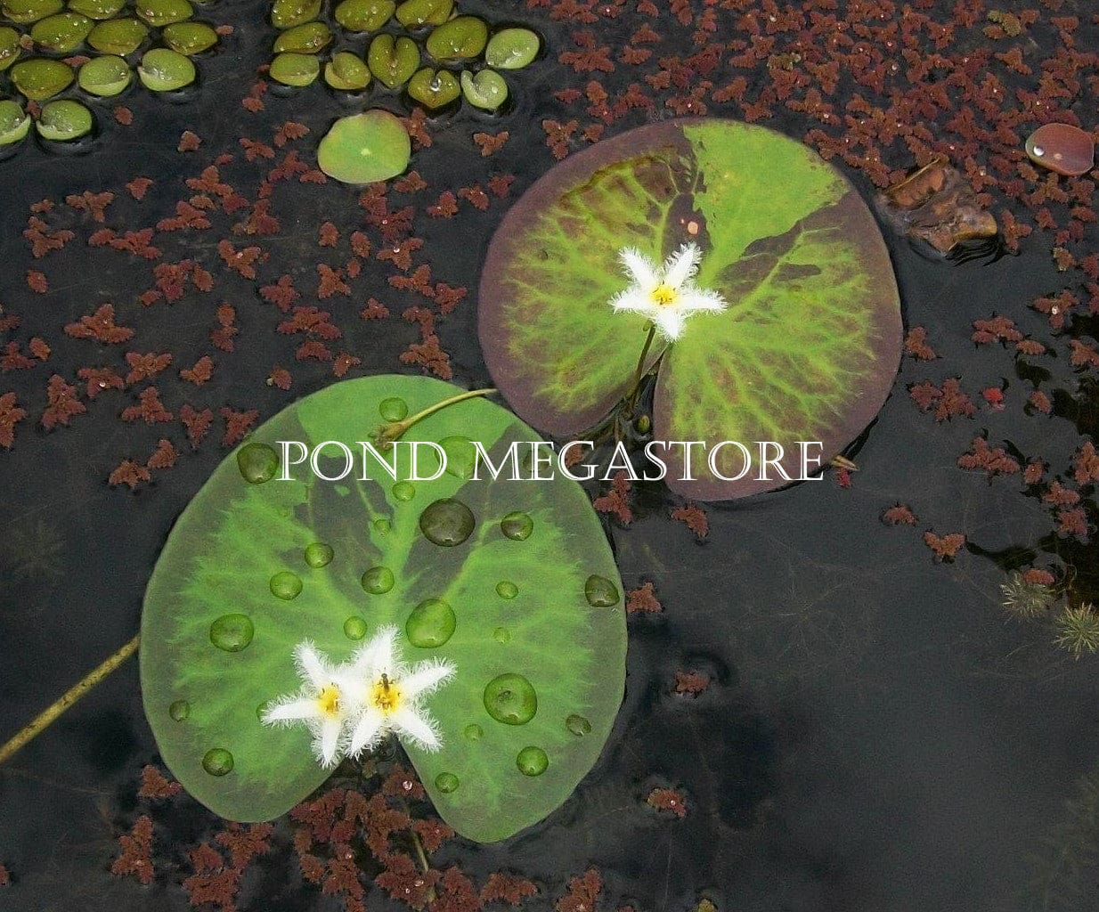 What Is The Aquatic Plant Nymphoides Montana