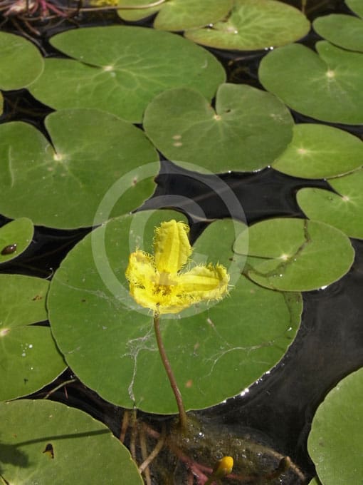 What Is The Aquatic Plant Nymphoides Montana