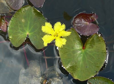 What Is The Aquatic Plant Nymphoides Montana