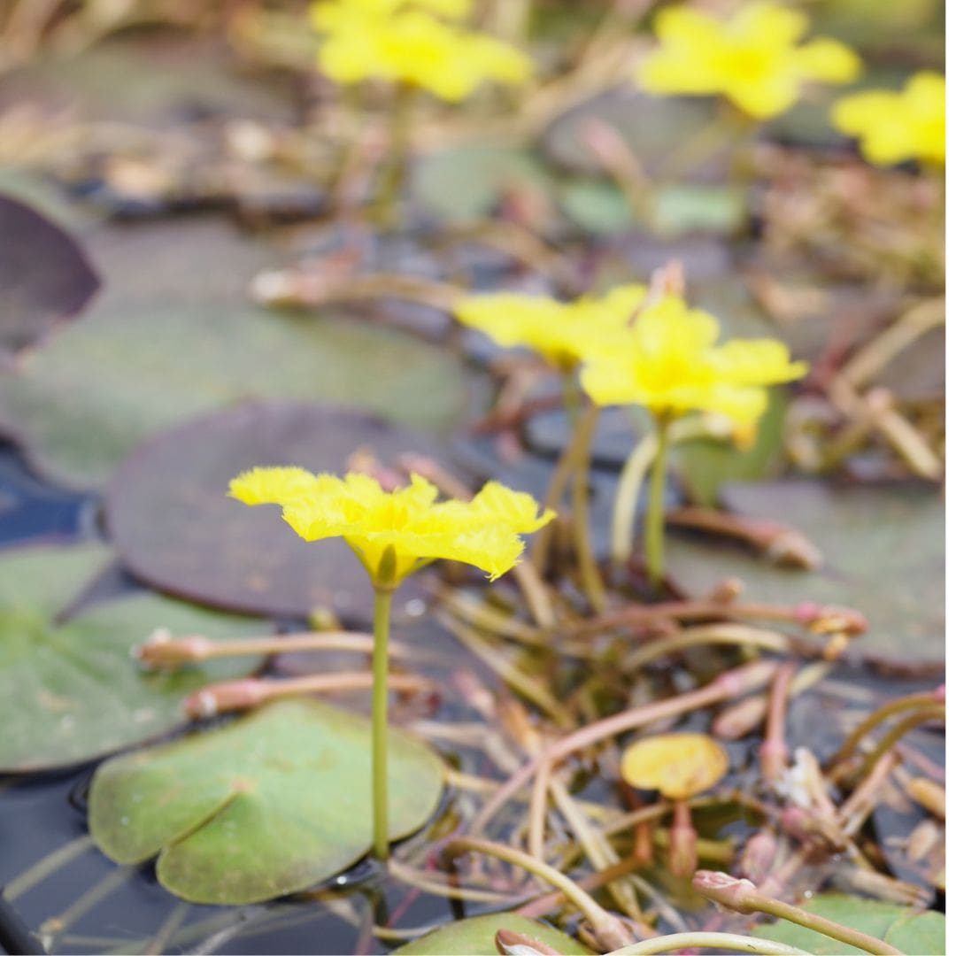 What Is The Aquatic Plant Nymphoides Spinulosperma