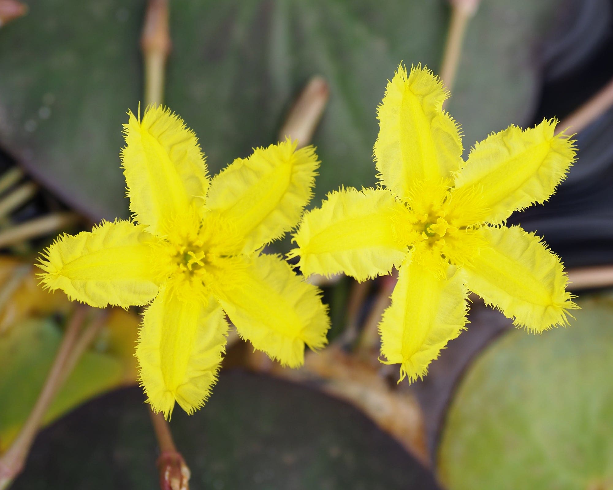 What Is The Aquatic Plant Nymphoides Spinulosperma