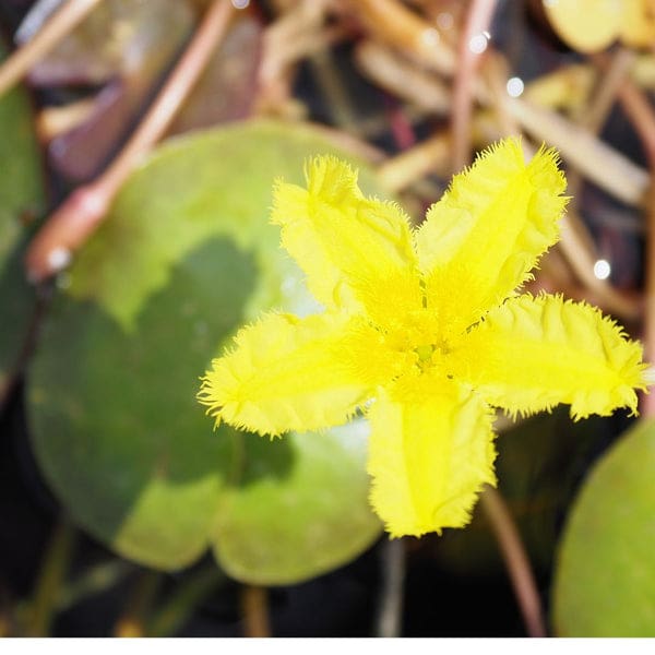 What Is The Aquatic Plant Nymphoides Spinulosperma