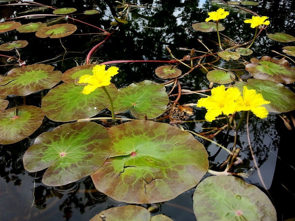 What Is The Aquatic Plant Nymphoides Spinulosperma