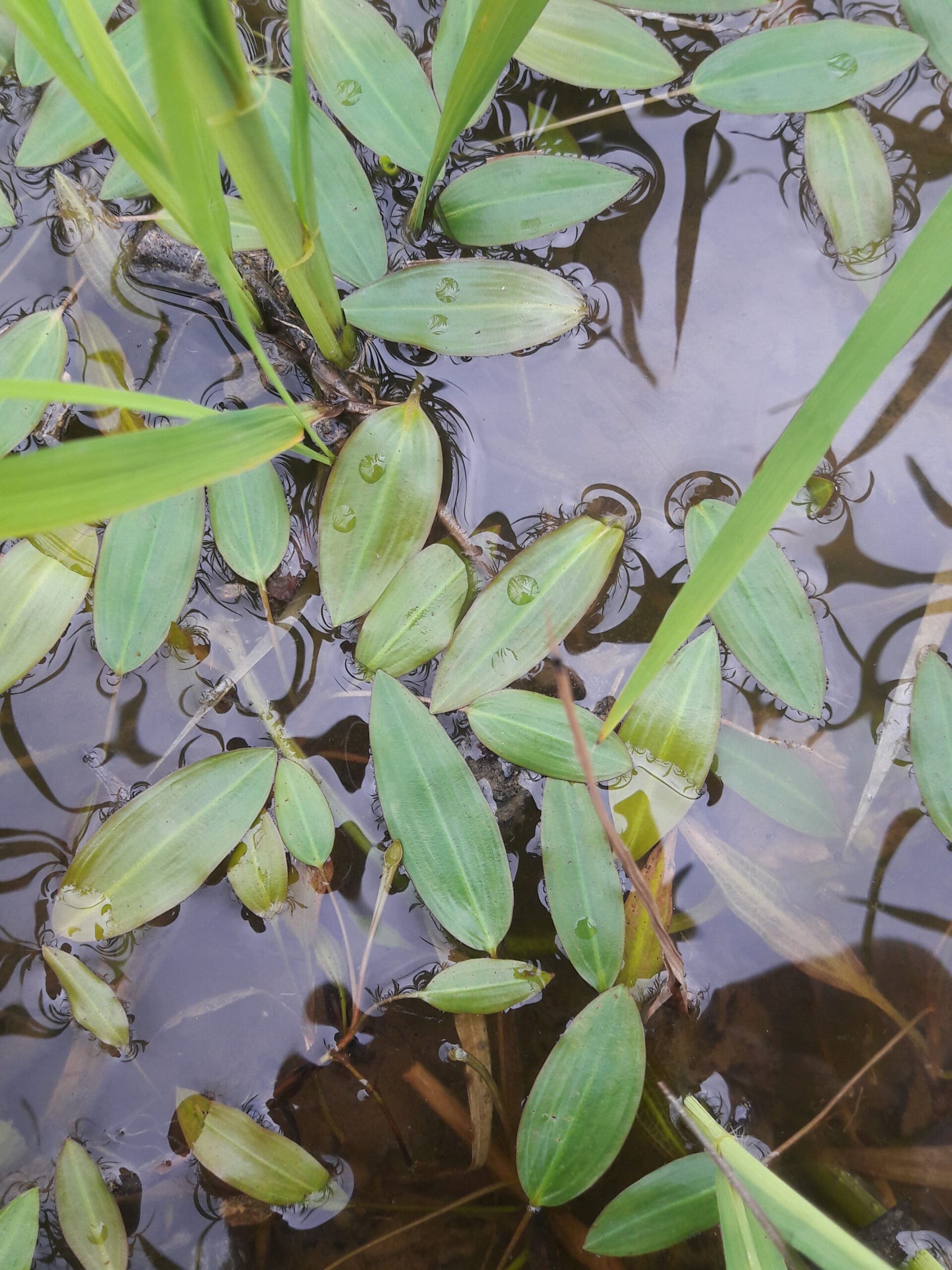 What Is The Aquatic Plant Potamogeton Distinctus