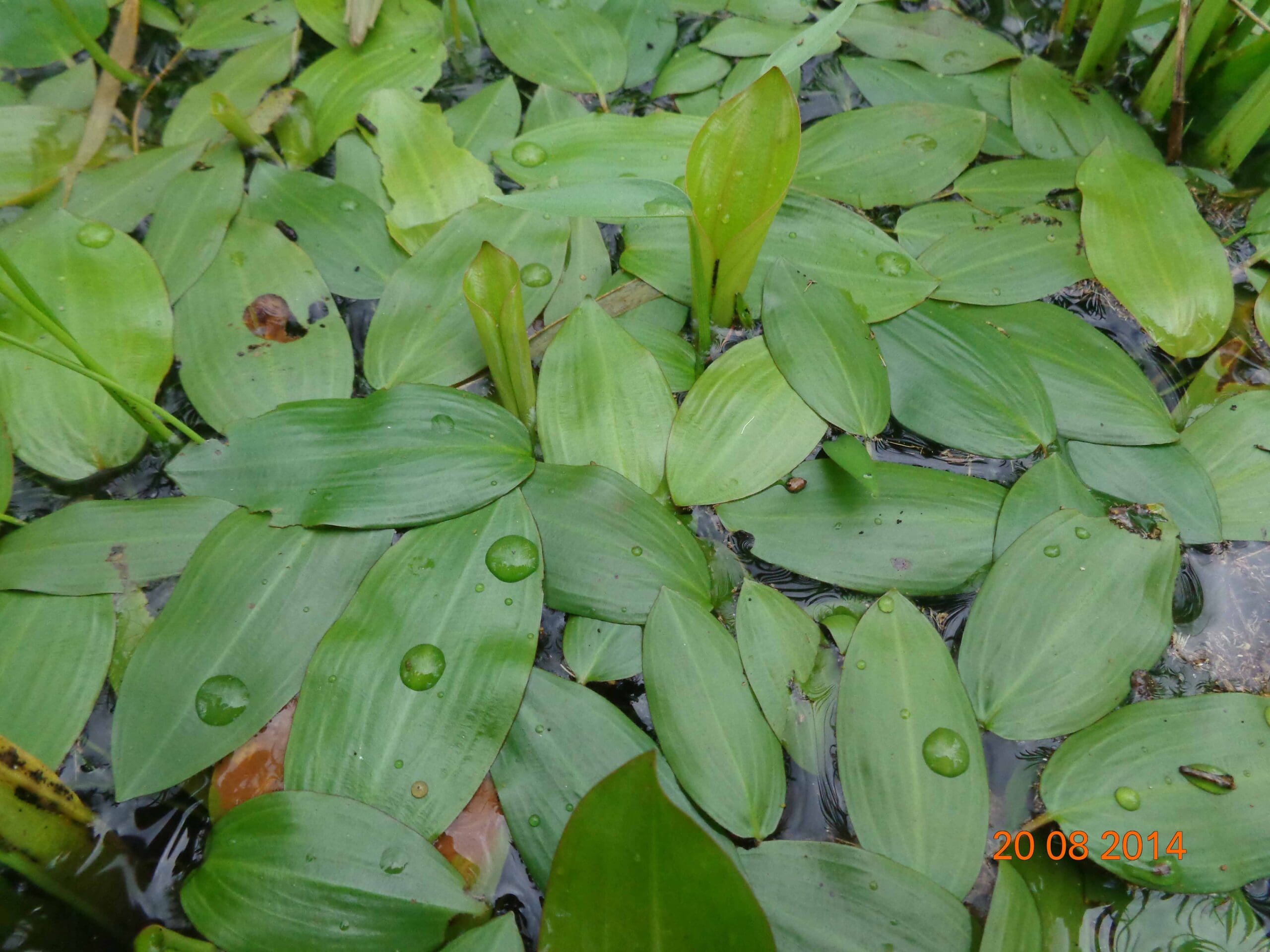 What Is The Aquatic Plant Potamogeton Distinctus