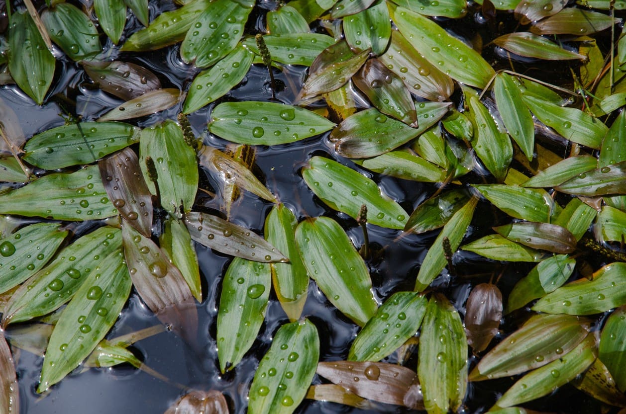 What Is The Aquatic Plant Potamogeton Distinctus