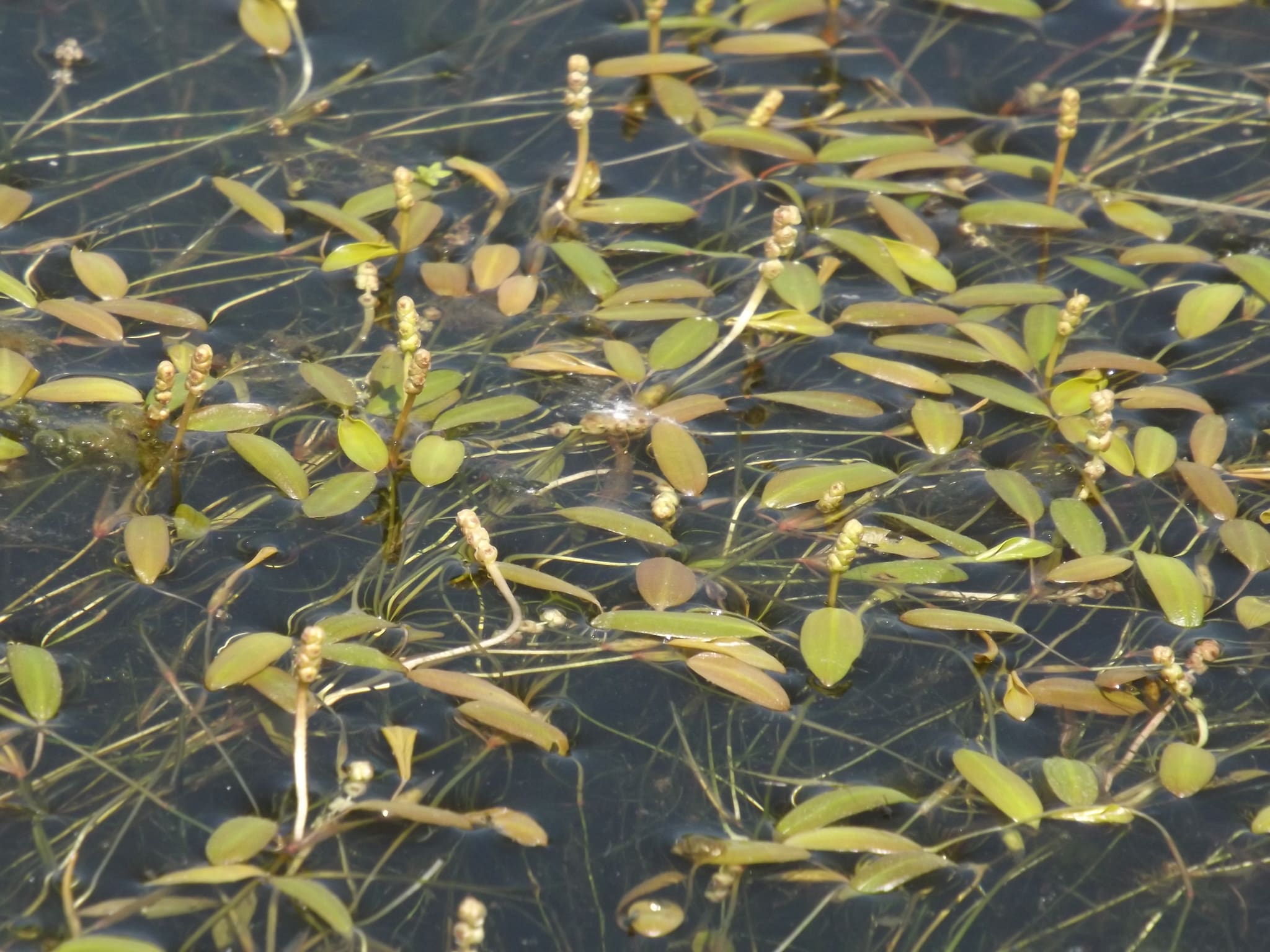 What Is The Aquatic Plant Potamogeton Octandrus