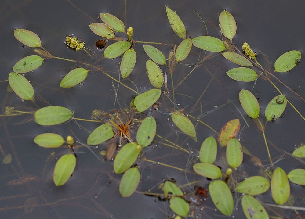 What Is The Aquatic Plant Potamogeton Octandrus