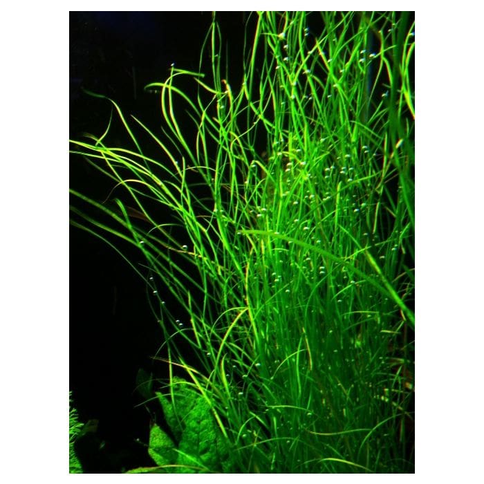 What Is The Aquatic Plant Potamogeton Octandrus