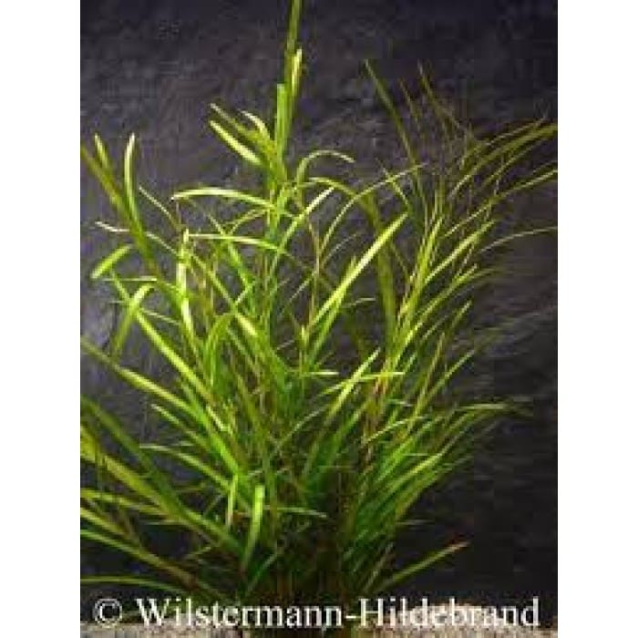 What Is The Aquatic Plant Potamogeton Octandrus