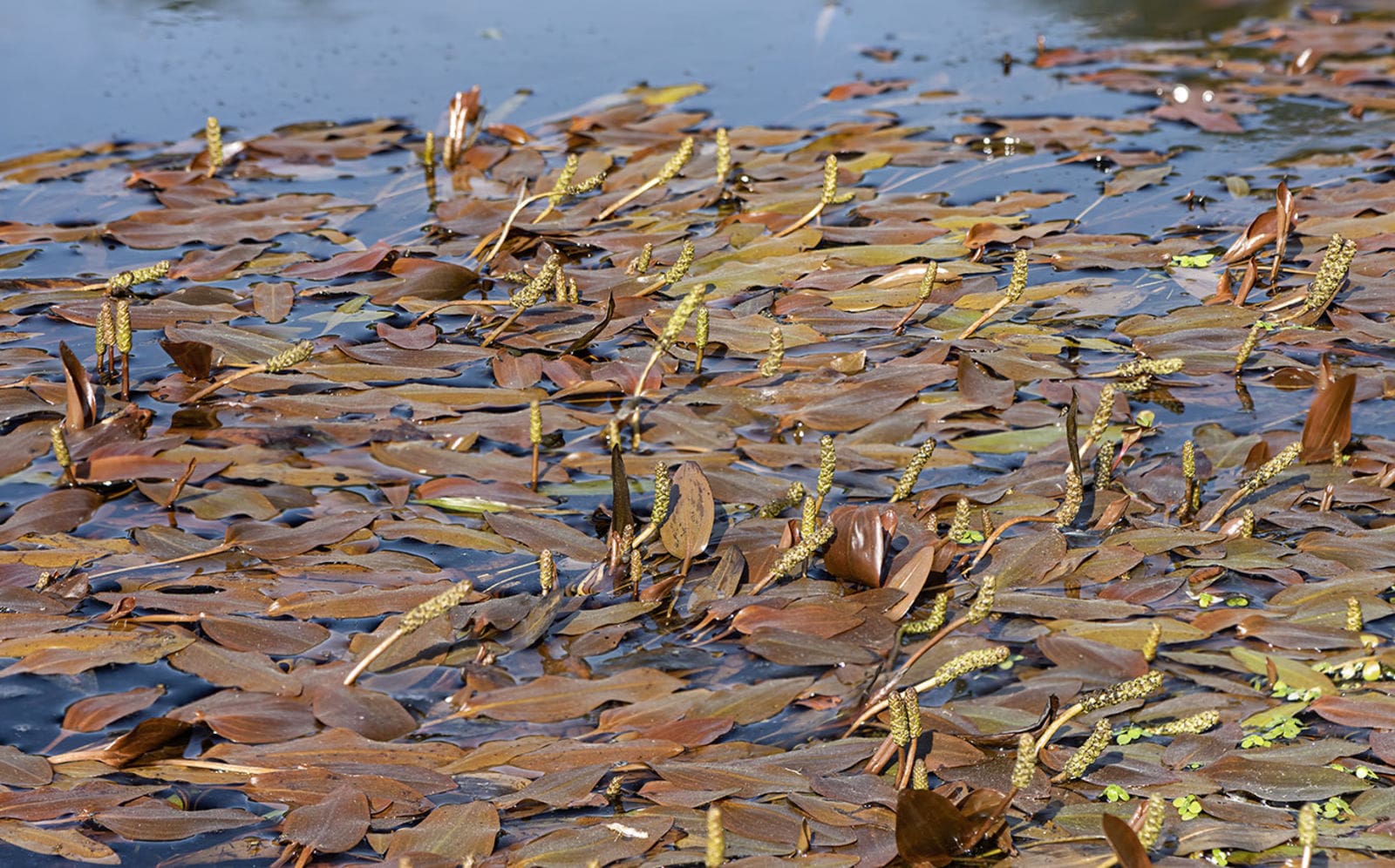 What Is The Aquatic Plant Potamogeton Polygonifolius