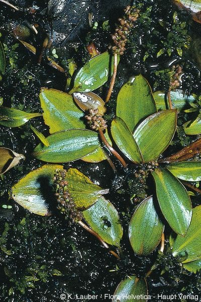 What Is The Aquatic Plant Potamogeton Polygonifolius