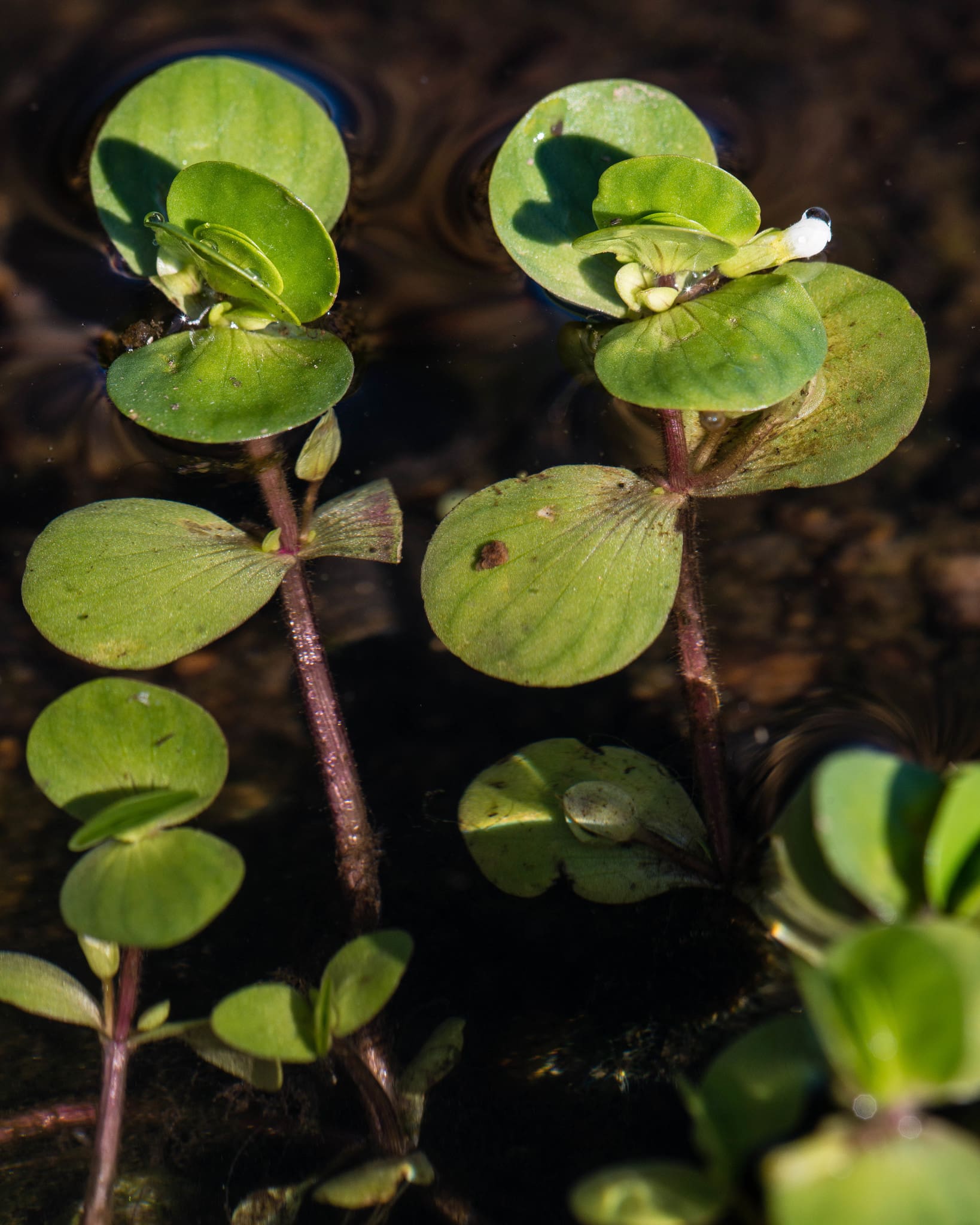 What Is The Aquatic Plant Roundleaf Bacopa