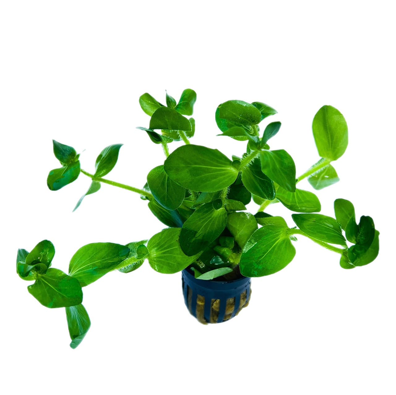 What Is The Aquatic Plant Roundleaf Bacopa