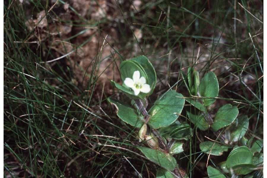 What Is The Aquatic Plant Roundleaf Bacopa