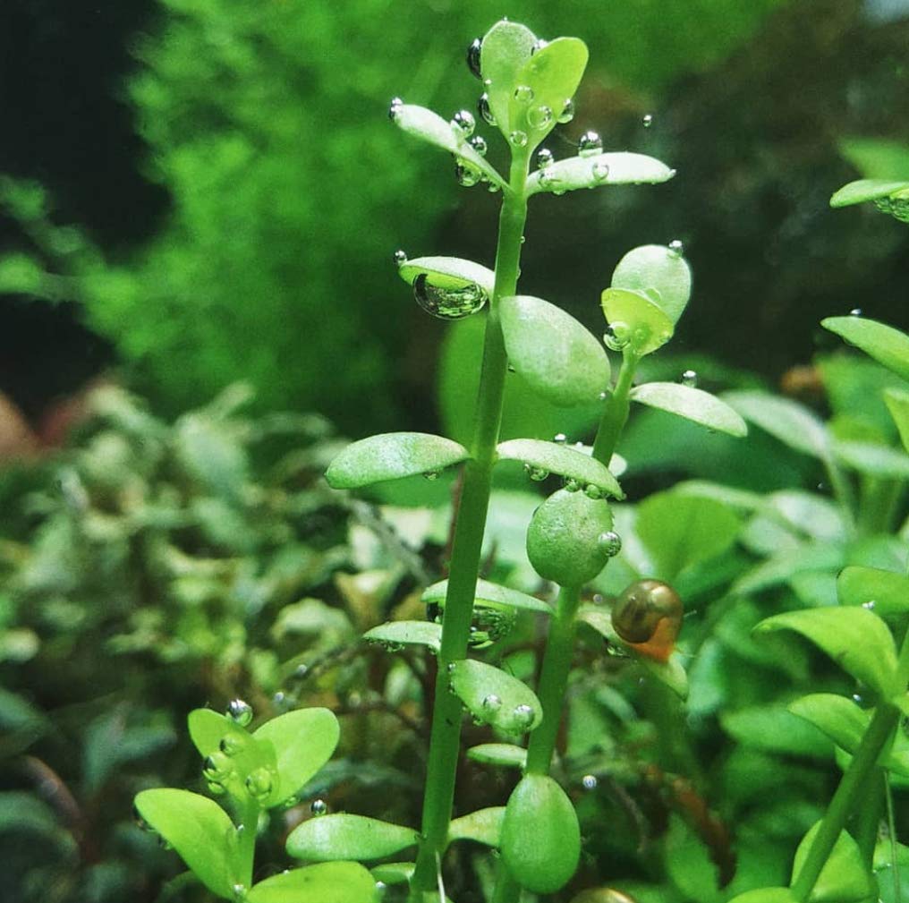 What Is The Aquatic Plant Roundleaf Bacopa