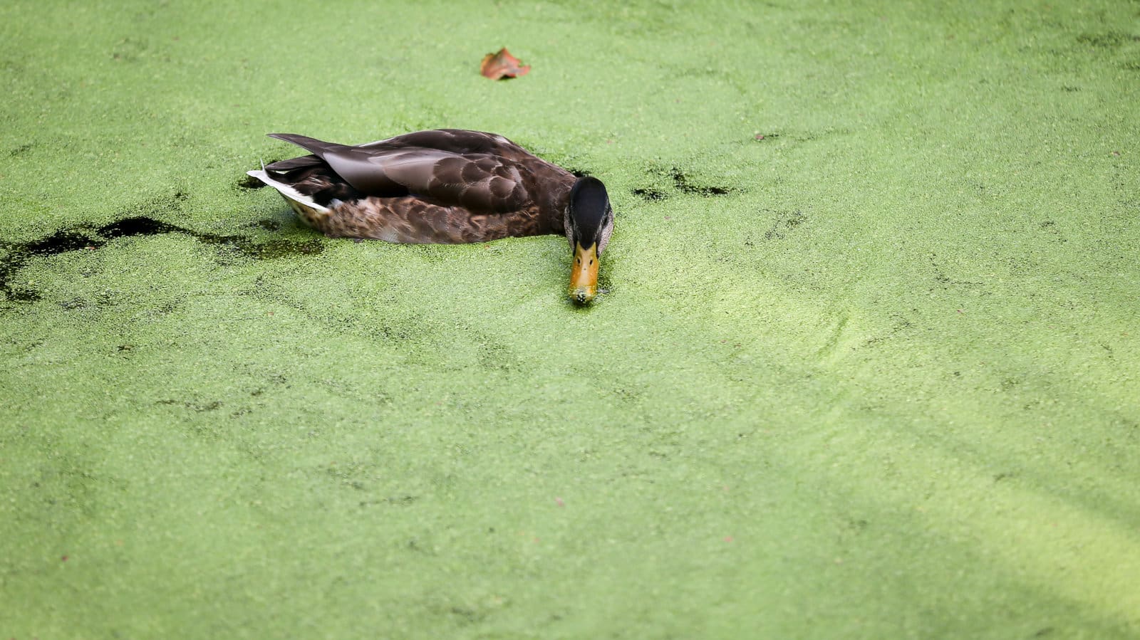 What Is The Aquatic Plant Small Duck Plant