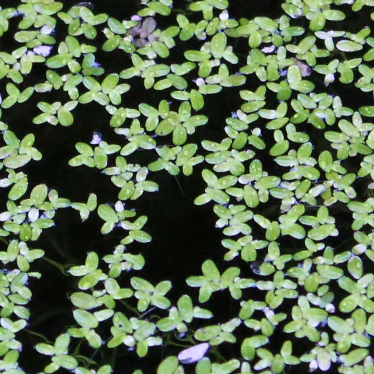 What Is The Aquatic Plant Small Duck Plant