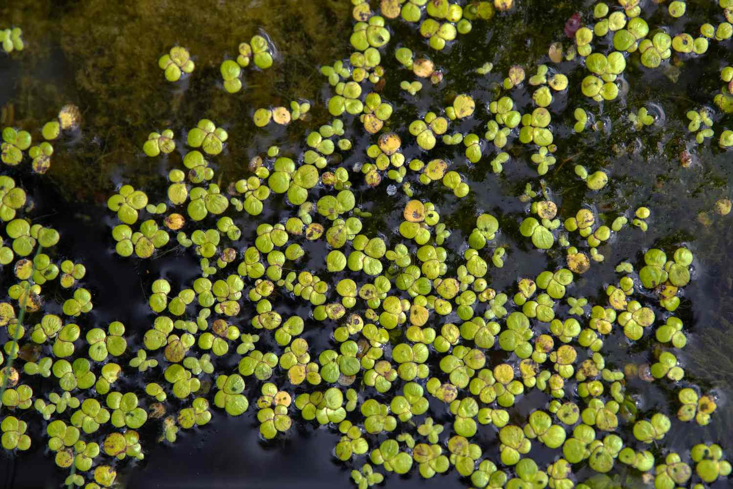 What Is The Aquatic Plant Small Duck Plant