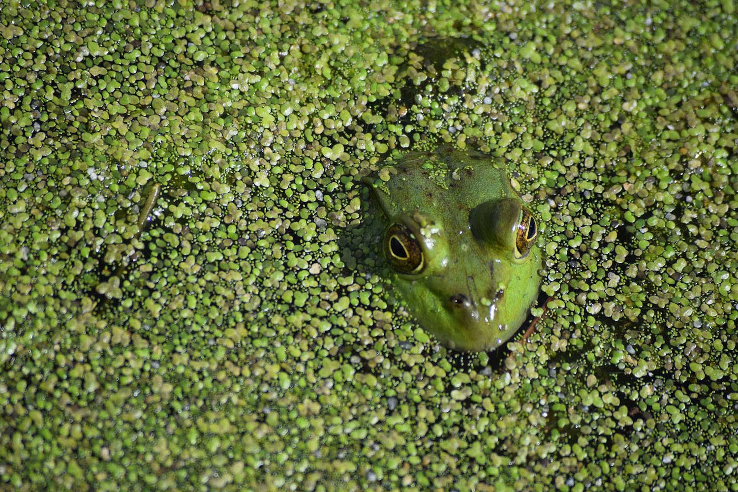 What Is The Aquatic Plant Small Duck Plant