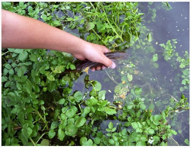 What Is The Aquatic Plant Small-leaf Watercress