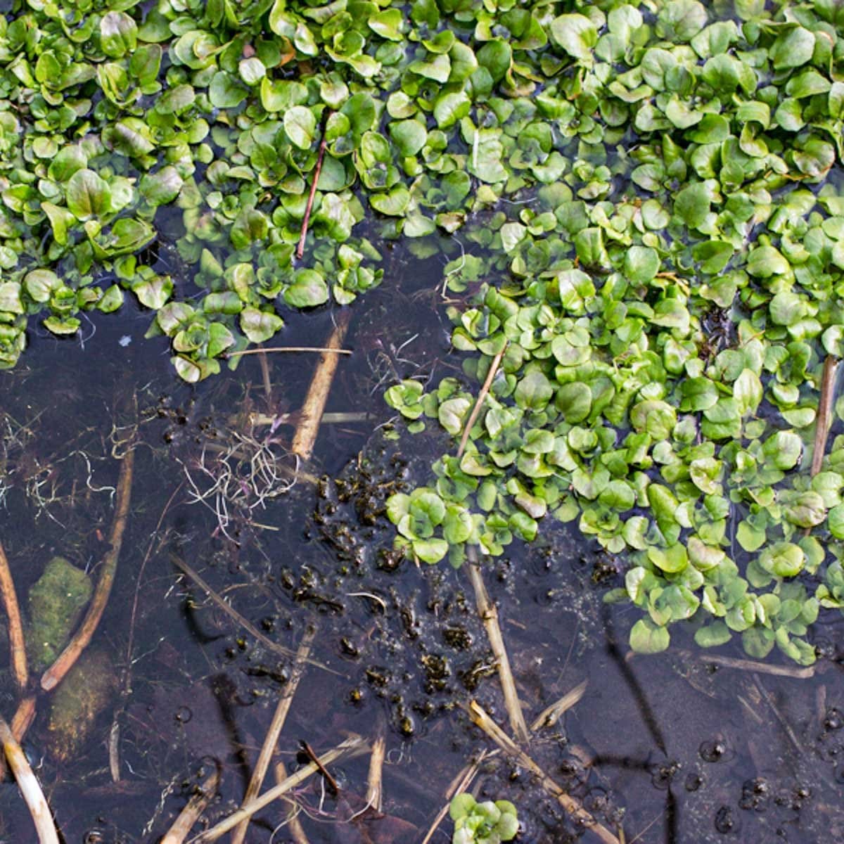 What Is The Aquatic Plant Small-leaf Watercress