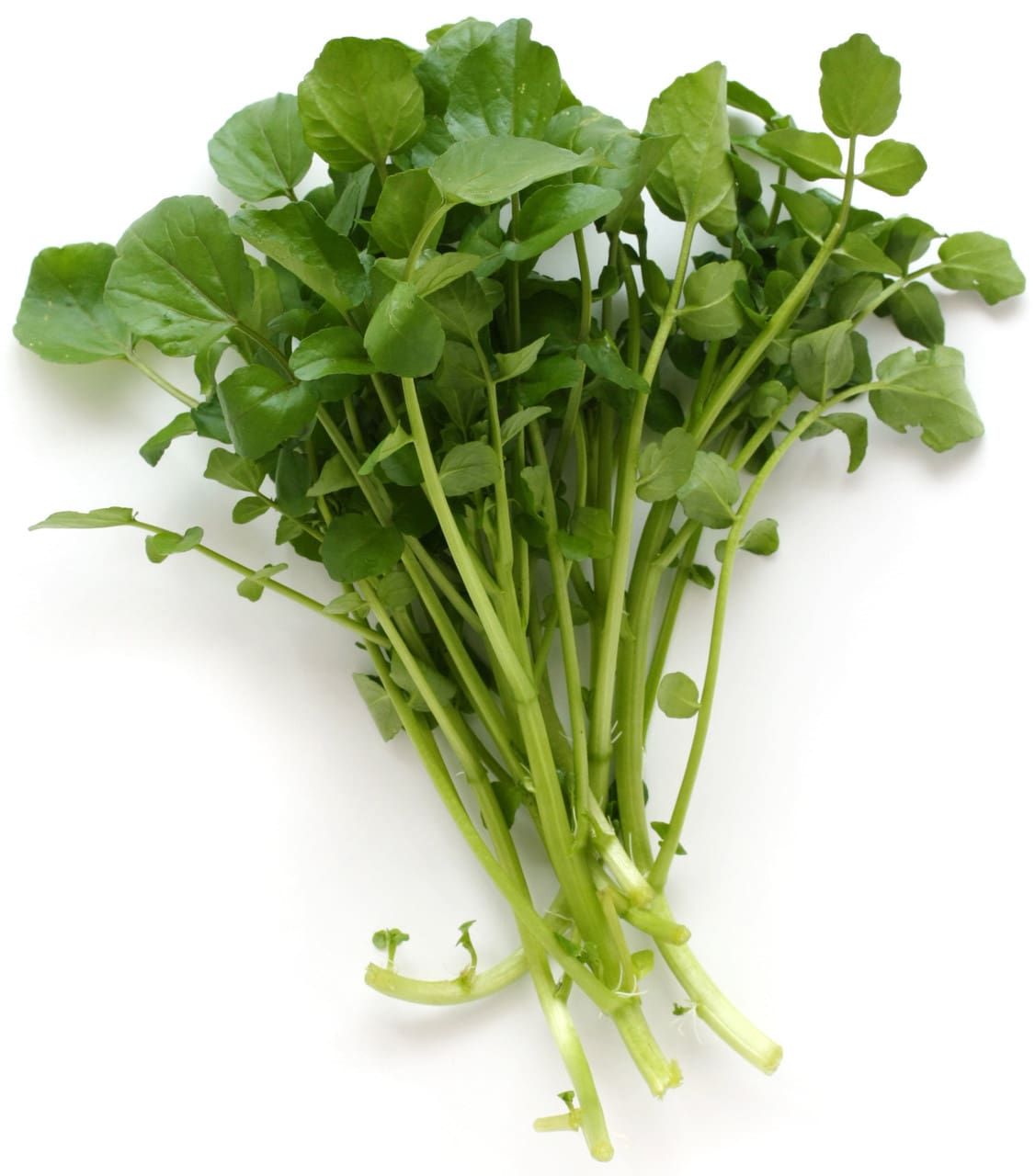 What Is The Aquatic Plant Small-leaf Watercress