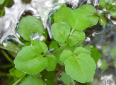 What Is The Aquatic Plant Small-leaf Watercress