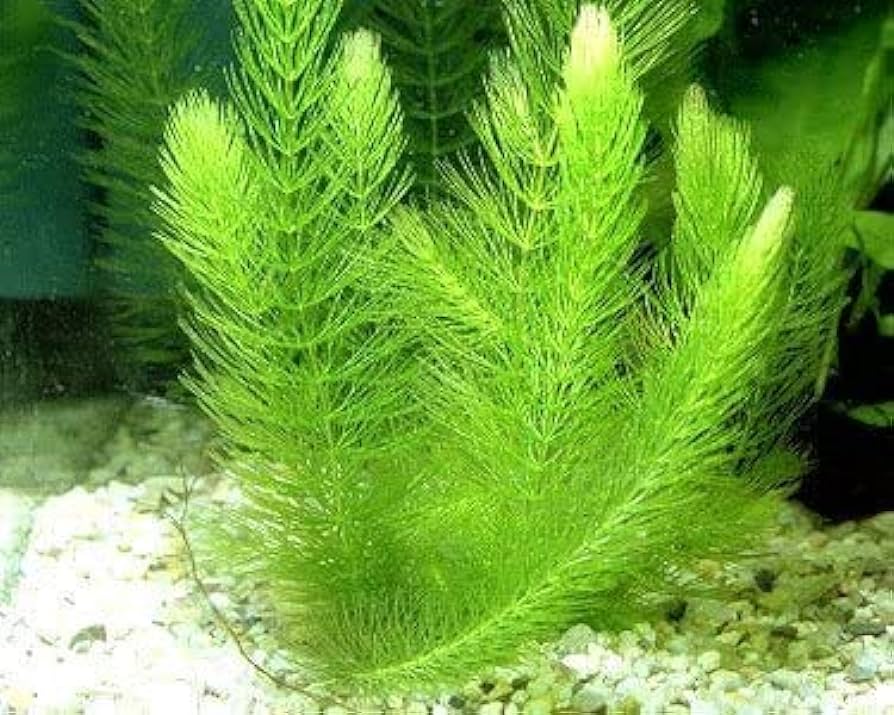 What Is The Aquatic Plant Soft Hornwort