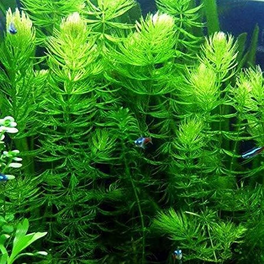 What Is The Aquatic Plant Soft Hornwort